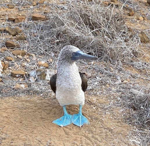 A blue-footed booby standing on sandy, uncertain ground.