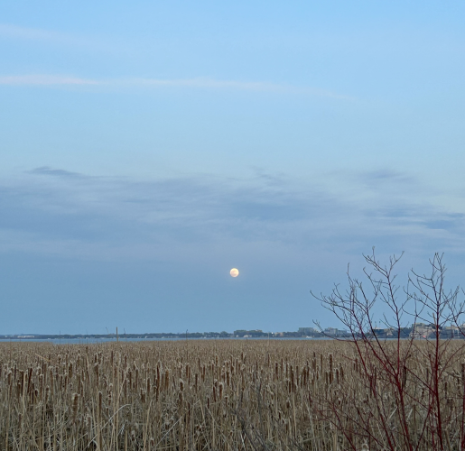 Field at dusk